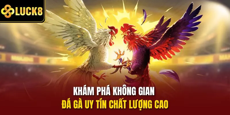 Khám phá không gian đá gà uy tín chất lượng cao